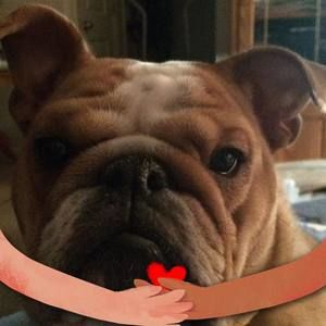 Meet your Posher, Joy